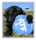 ATF image for the K9 Splash Page.