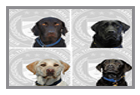 K9 Dog Gallery