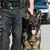Image of a K-9 with a law enforcement officer. Image of a K-9 with a law enforcement officer