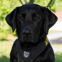 Imagen de un perro labrador negro