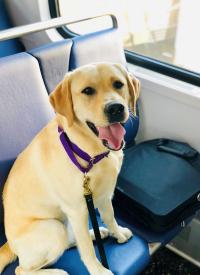 K-9 Piper K-9 Piper rides the subway