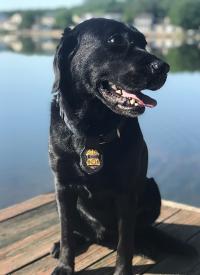 K-9 Sunny K-9 Sunny is ready for the mission