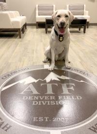 K-9 Wolfgang is ready to work K-9 Wolfgang is ready to work