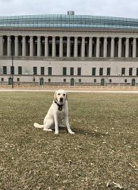 K-9 Darwin helps secure Soldier Field K-9 Darwin helps secure Soldier Field