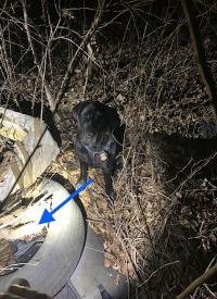 K-9 Hilton finds a gun hidden in a tire in the woods K-9 Hilton finds a gun hidden in a tire in the woods