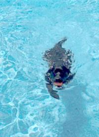 K-9 Jet takes a swim in the pool K-9 Jet takes a swim in the pool
