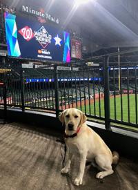 K-9 Lady helps secure the 2019 World Series K-9 Lady helps secure the 2019 World Series