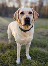 K-9 Ronnie sits at attention in an open field