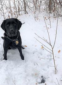 K-9 Taylor finds clues in the snow K-9 Taylor finds clues in the snow