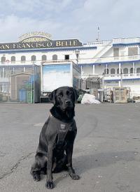 K-9 Belle at the San Francisco Steamboat dock in California K-9 Belle at the San Francisco Steamboat dock in California