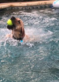 K-9 Camille plays water sports K-9 Camille plays water sports