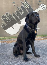 K-9 Corey sits near a wall with a toy guitar on it K-9 Corey sits near a wall with a toy guitar on it