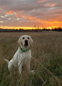 K-9 Moby sits down during sunset K-9 Moby sits down during sunset