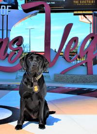 K-9 Carolina sits in front of the Las Vegas sign K-9 Carolina sits in front of the Las Vegas sign