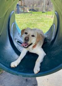K-9 Rosie at the playground K-9 Rosie at the playground