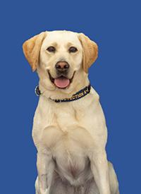 K-9 Lily K-9 Lily