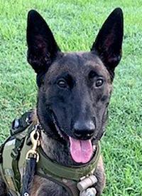 K-9 Rudy sitting in a grassy field K-9 Rudy sitting in a grassy field.