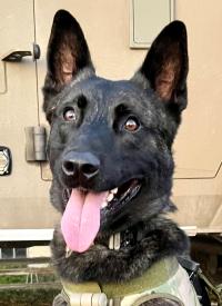 K-9 Thanos sitting on a street K-9 Thanos sitting on a street.