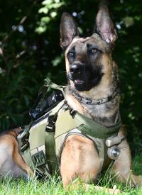 ATF K-9 Arrow