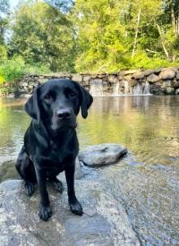 K-9 E.J. poses on a rock by a body of water K-9 E.J. poses on a rock by a body of water.
