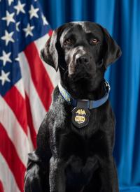 Official portrait of K-9 Nancy with American flag behind her Official portrait of K-9 Nancy with American flag behind her.