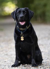 ATF K-9 Jersey.