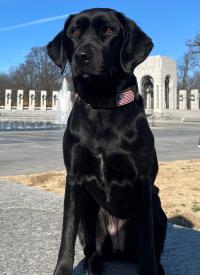 K-9 Annie poses outside in front of a memorial. K-9 Annie poses outside in front of a memorial.