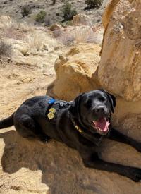 Black Labrador in dessert Black Labrador in dessert