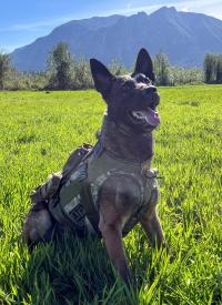 K-9 Bubo poses outside in front of a mountain scape. K-9 Bubo poses outside in front of a mountain scape.