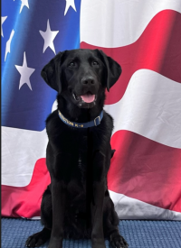 K-9 Calvin K-9 Calvin in front of flag.