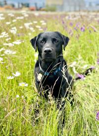 K-9 Wes in field of flowers. K-9 Wes in field of flowers.