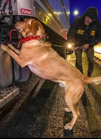 K-9 Barney K-9 Barney