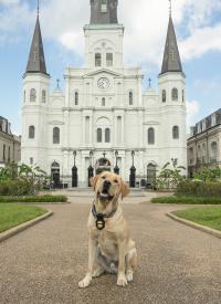 K-9 Zeus posing for the camera wearing his badge. K-9 Zeus posing for the camera wearing his badge.
