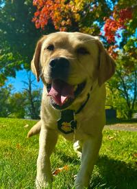 K-9 Nellie poses in front of tree with fall changing colors. K-9 Nellie poses in front of tree with fall changing colors.