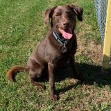 K-9 Bonny sits on a grassy field 