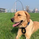 K-9 Diggs in St. Louis 