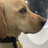 K-9 Jerry takes a plane ride 