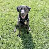K-9 Belle prepares to search a field 