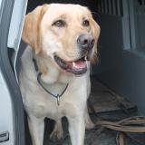K-9 Camille close up 