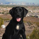 K-9 Carolina with the Las Vegas skyline in the background 