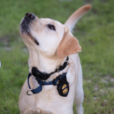 K-9 Rosie at the FBI Academy 