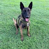 K-9 Rudy sitting in a grassy field