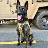 K-9 Thanos sitting on a street.