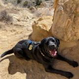 Black Labrador in dessert