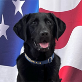 K-9 Calvin in front of flag.