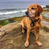 K-9 Barney