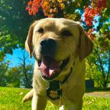 K-9 Nellie poses in front of tree with fall changing colors.